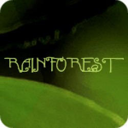 Rainforest (4:00)
