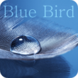 Blue Bird (4:05)